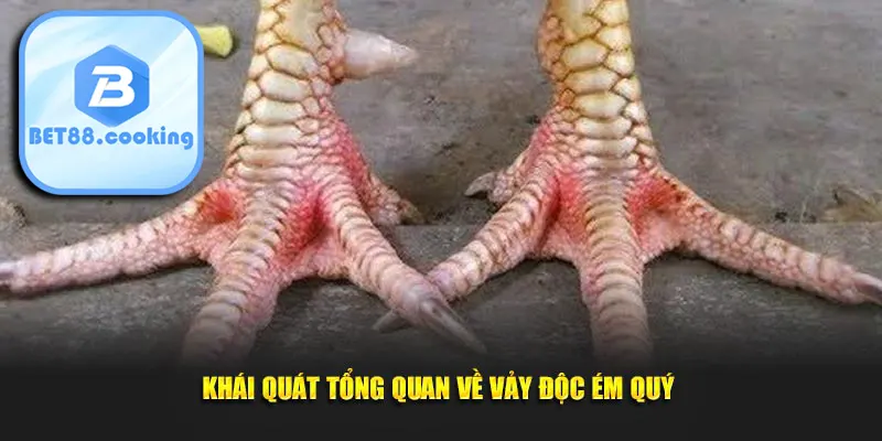 Khái quát tổng quan về vảy độc ém quý 