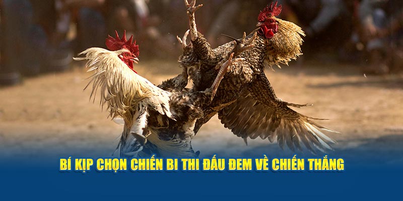 Bí kíp chọn chiến kê thi đấu đem về chiến thắng