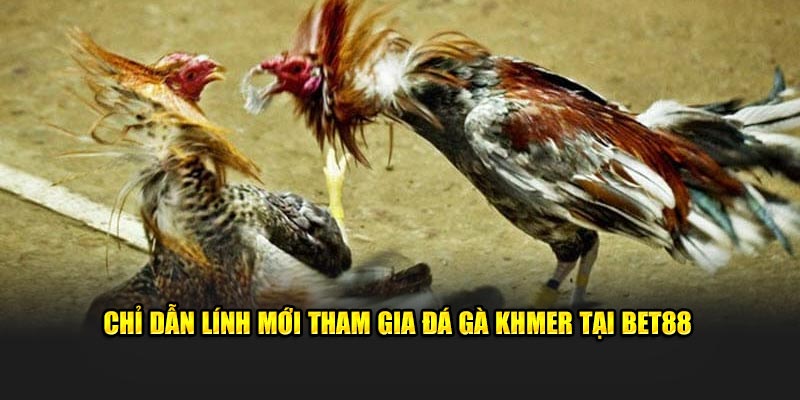 Chỉ dẫn lính mới tham gia đá gà Khmer tại BET88