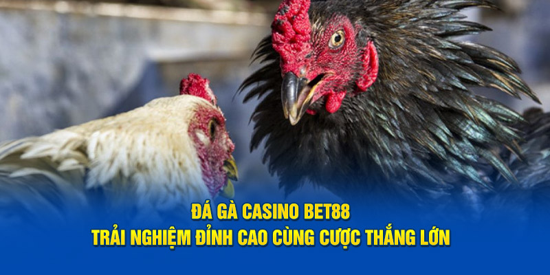 Đá Gà Casino BET88 - Trải Nghiệm Đỉnh Cao Cùng Cược Thắng Lớn