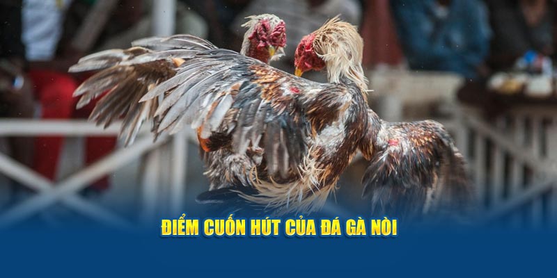 Điểm cuốn hút của đá gà nòi