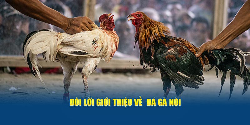 Đôi lời giới thiệu về đá gà nòi 