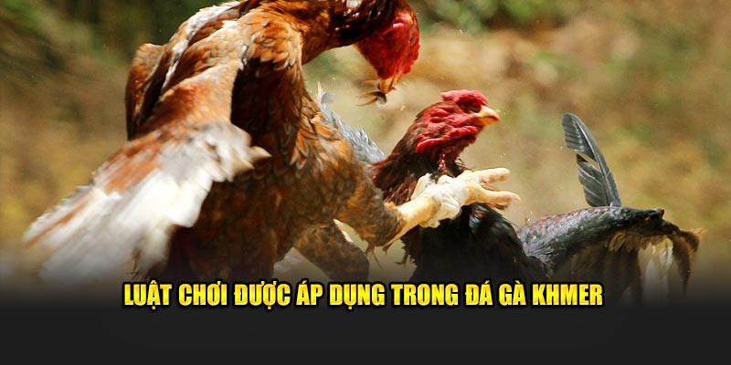 Luật chơi được áp dụng trong đá gà Khmer