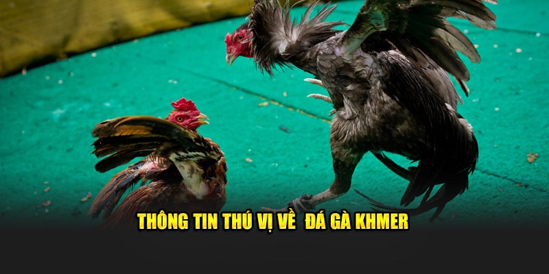 Thông tin thú vị về hình thức đá gà Khmer